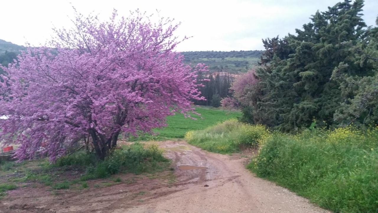 Naftali Albilia Kiryat Shmona Eksteriør billede